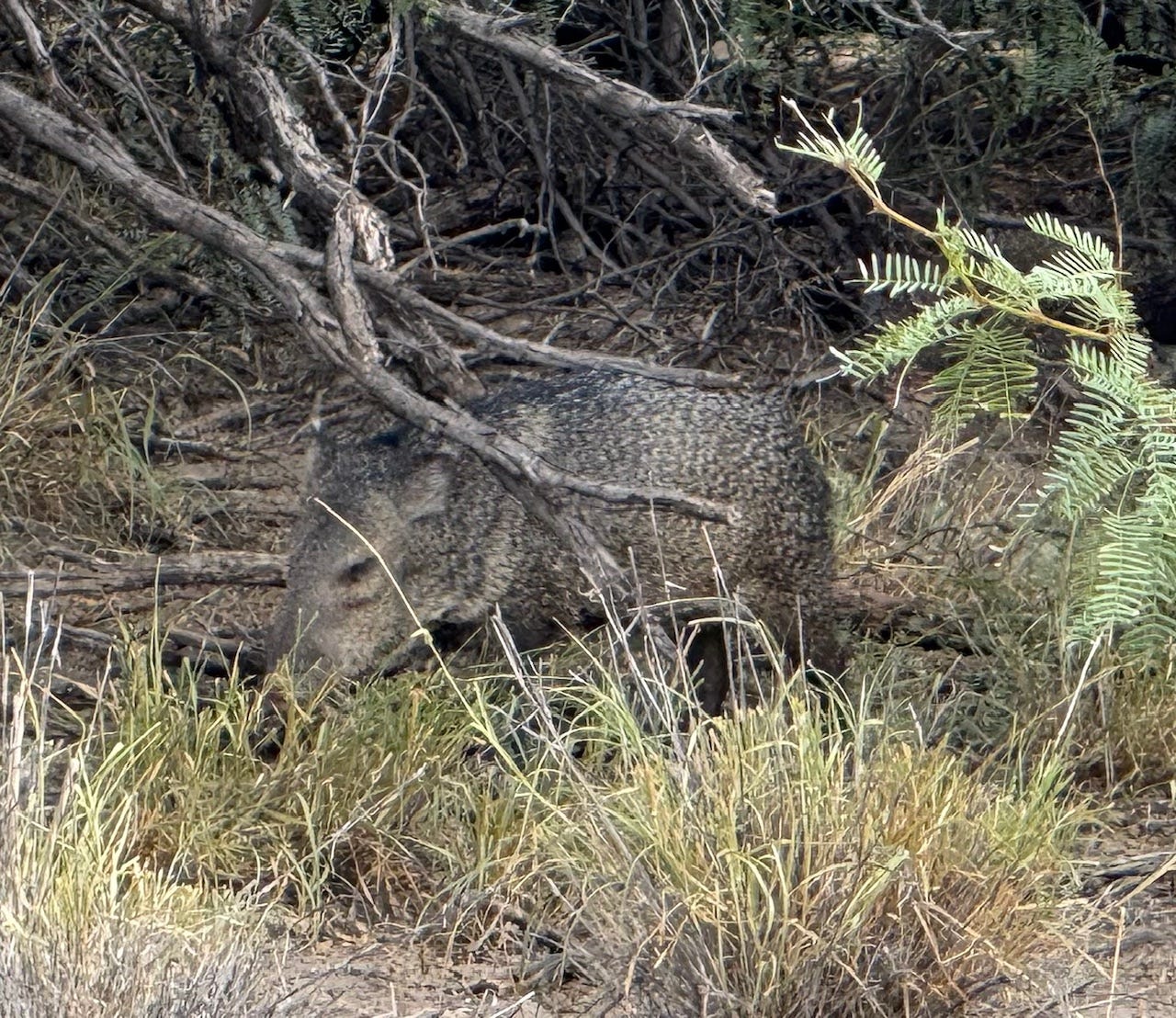 An animal in the wild

AI-generated content may be incorrect.