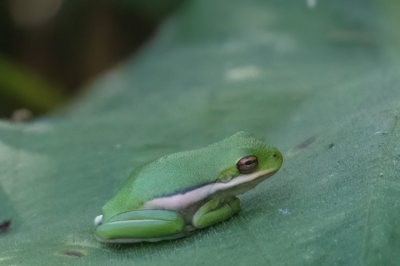 A small green tree frog with a white stripe along its body, resting on a green leaf