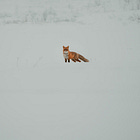 To be led by a fox