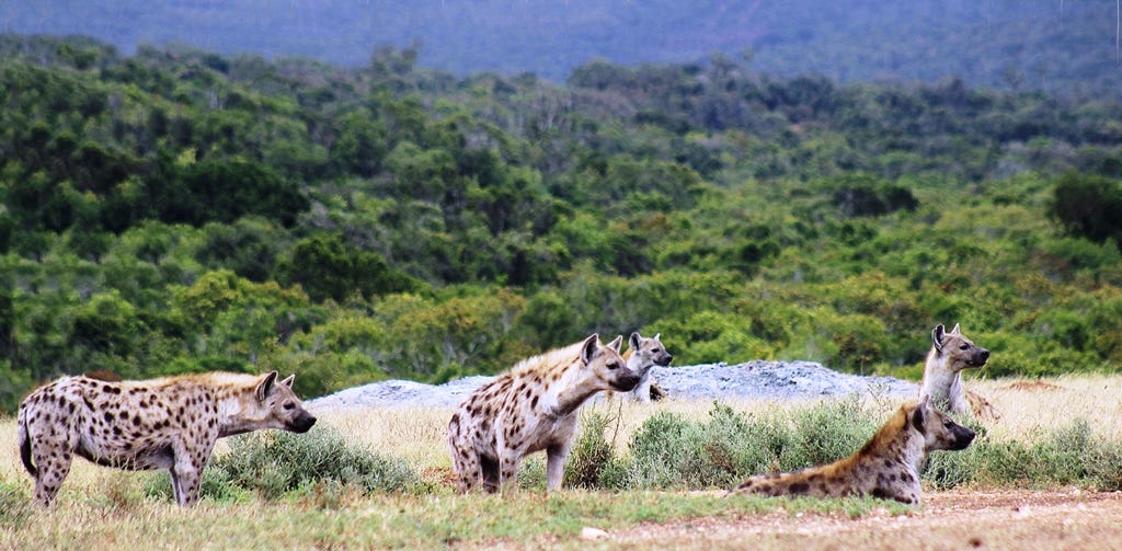 Five hyenas