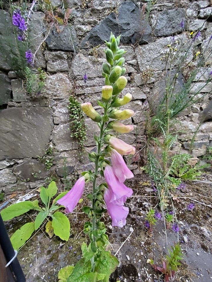 Set of four photos of flowers growing from cracks in the tarmac. Flowers include fox and cubs, foxglove and ragwort.