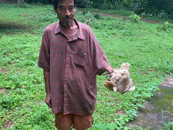 Local harvesting Termitomyces mushrooms