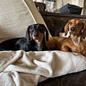 MellowKat's Newsletter
