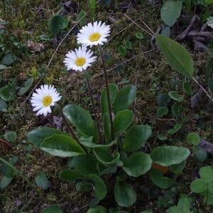 Aster bellidiastrum aka False aster