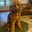 Debi Howey's avatar