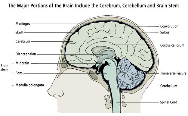Brain Anatomy - Atlanta Brain and Spine Care