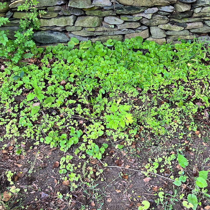 Left: Invasive garlic mustard taking over area where I removed English ivy last fall. Right: Same area after 15 minutes cutting the garlic mustard at ground level with the Ryobi shear, leaving the native plants and legacy lilies.