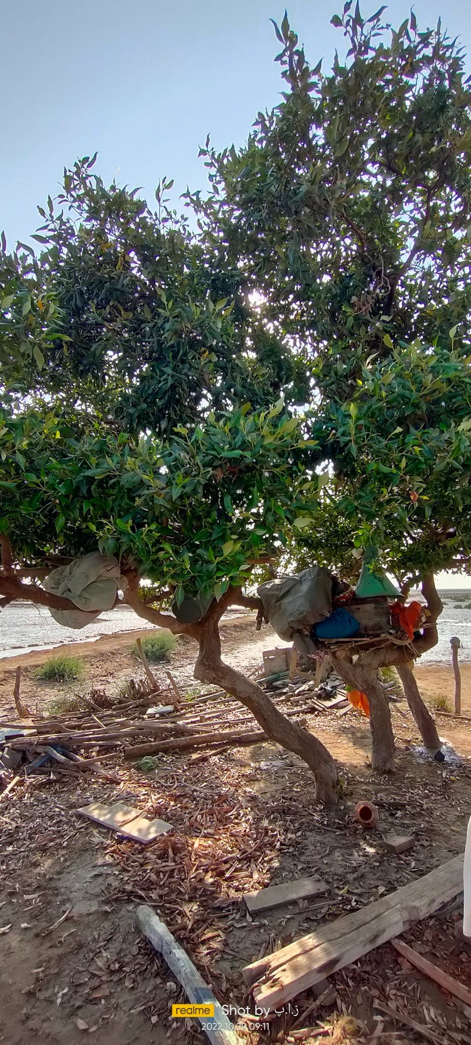 How Spirits Protect The Trees Across South Asia