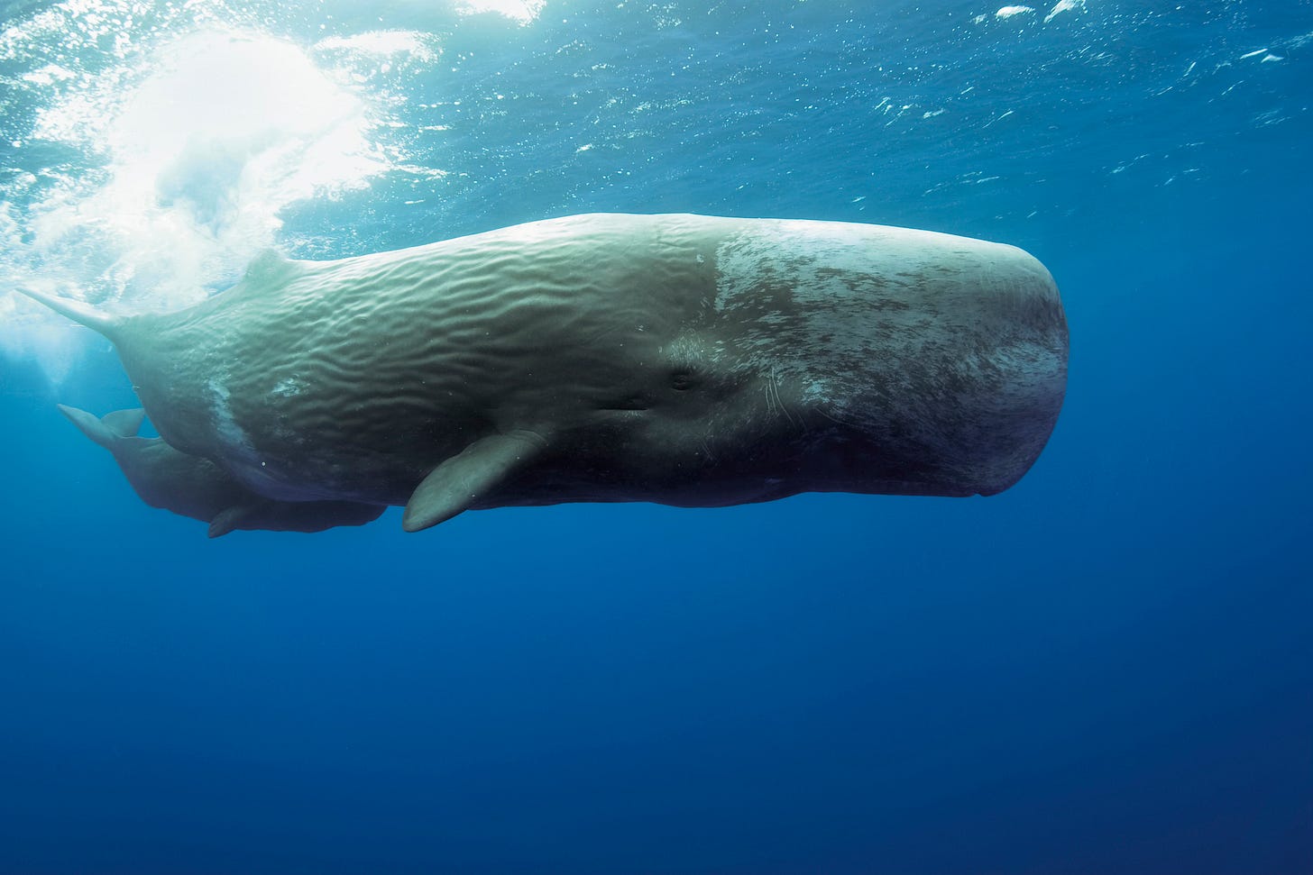 a sperm whale mother and calf at the surface of the ocean in clear blue water. a sperm whale mother and calf at the surface of the ocean in clear blue water.