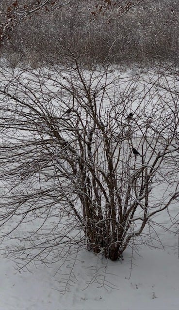 Three birds in a bush during a winter storm