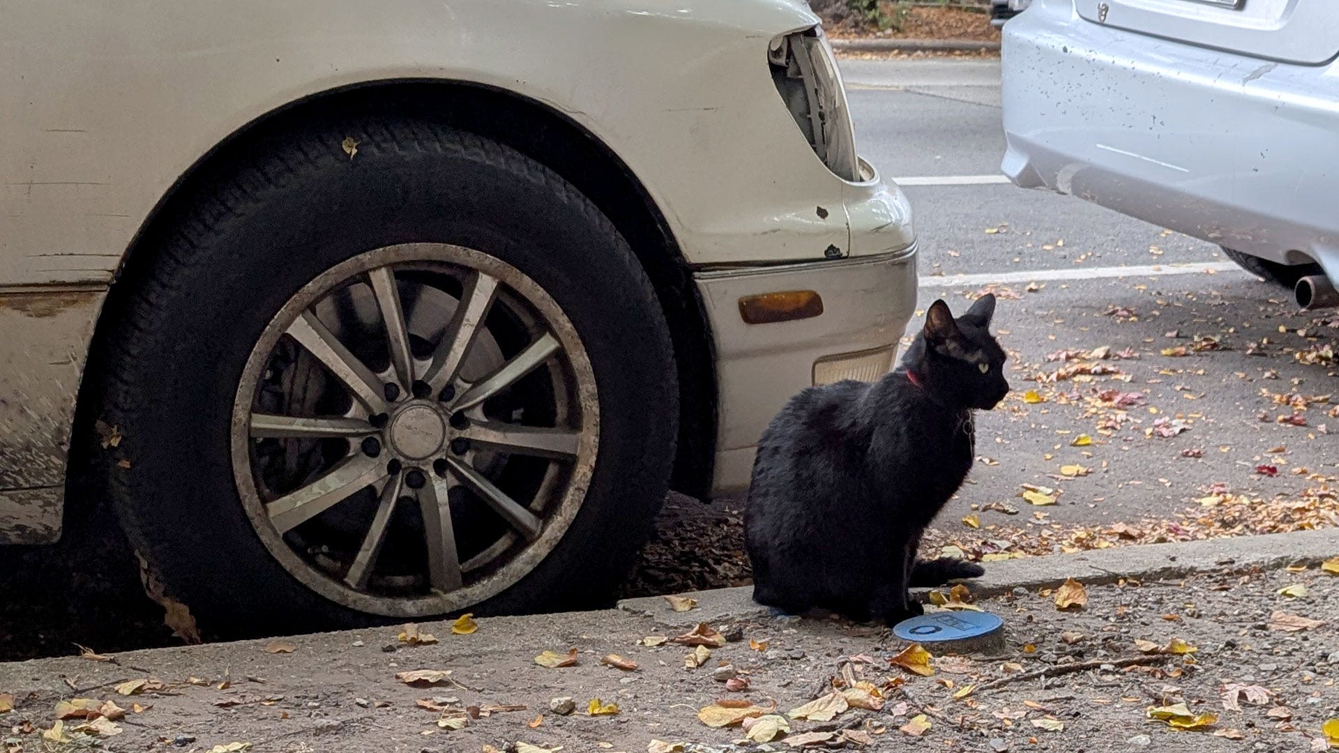 a black cat sitting in front of an off white car