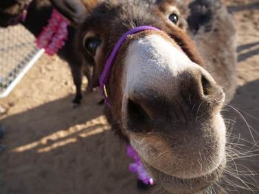 A close up of a donkey's face

AI-generated content may be incorrect.