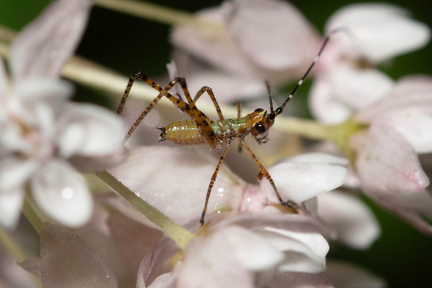 A tiny katydid nymph with a shiny orangey body, balanced on pale pink milkweed flowers