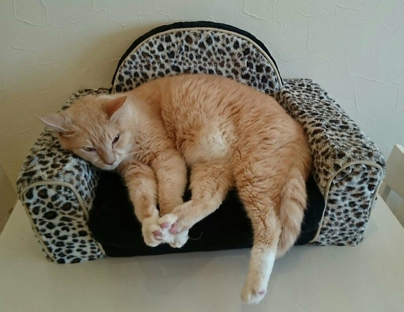 sleeping cat on mini sofa sleeping cat on mini sofa