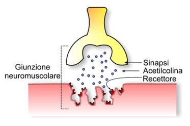 Il controllo neuromuscolare: seconda parte • PerformanceLab
