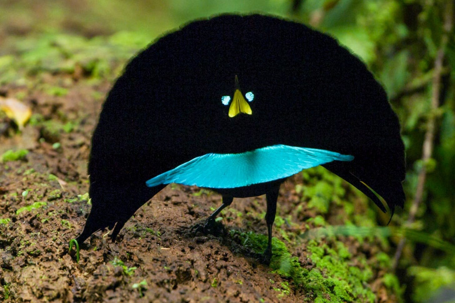 New Bird of Paradise Species Confirmed in New Guinea | National Geographic