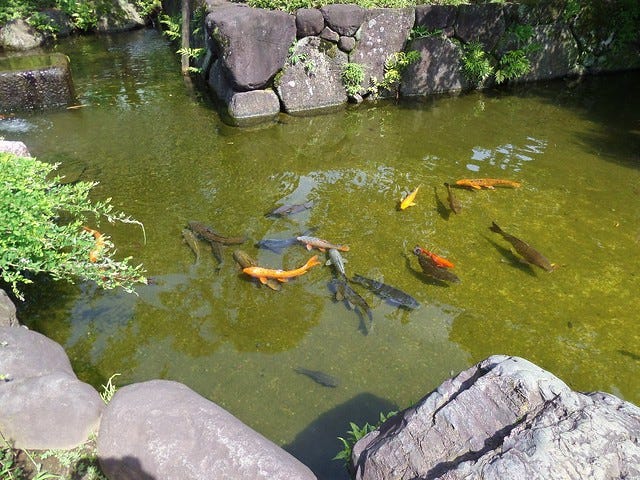 Fish at Nishiarai Daishi temple Fish at Nishiarai Daishi temple