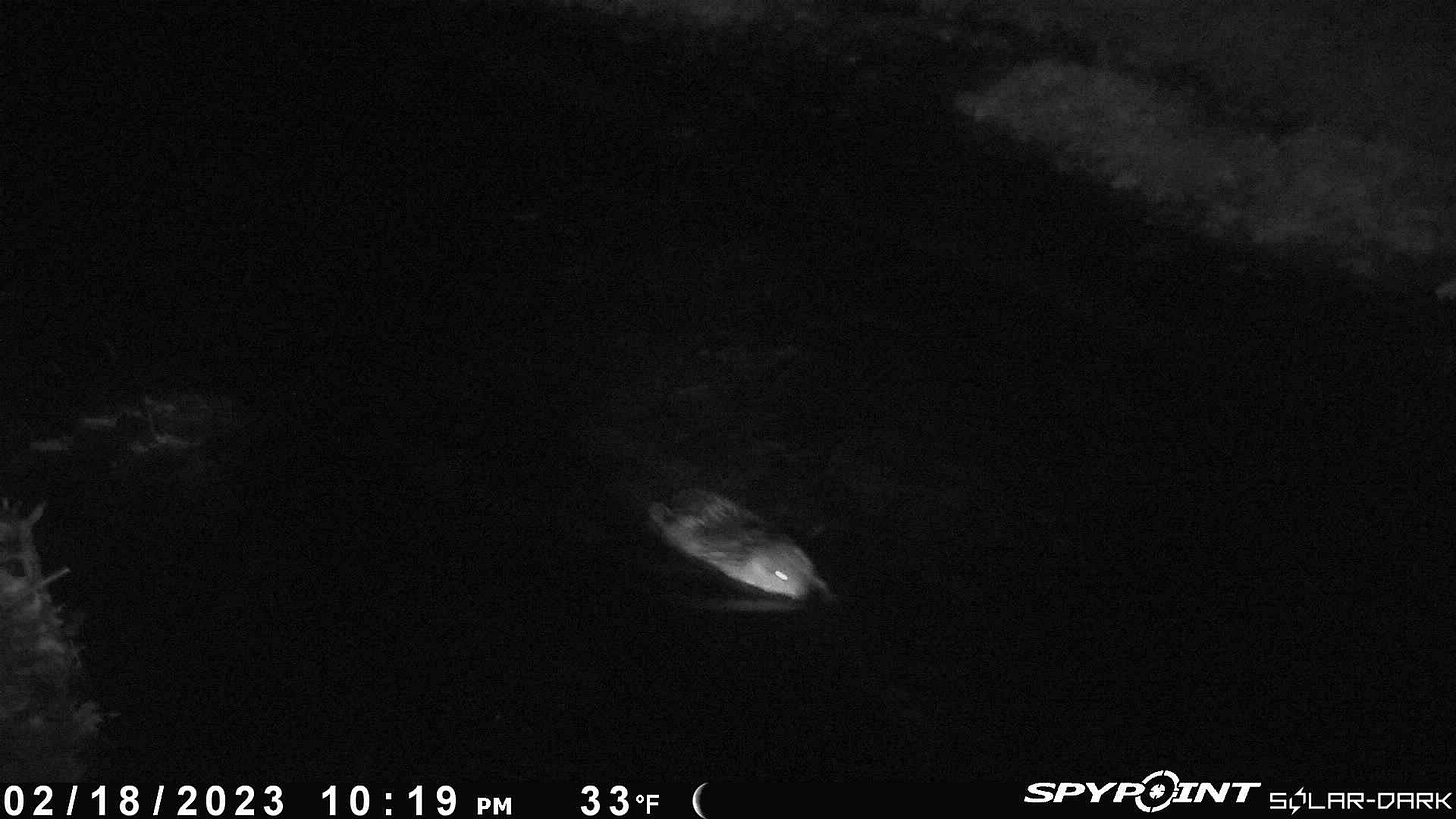 Nighttime image of swimming beaver