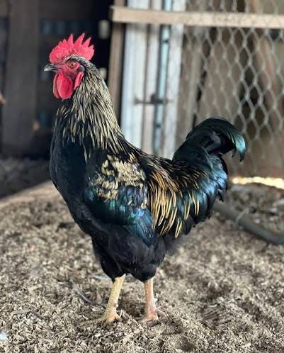 What breed is my rooster with green and gold feathers? What breed is my rooster with green and gold feathers?