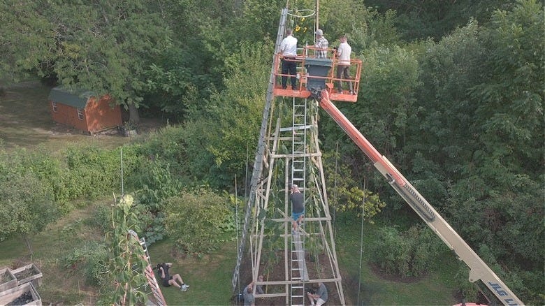 The Guinness World Record For Tallest Sunflower Has Been Broken. Meet ...