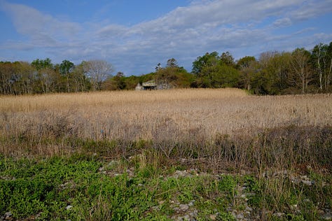 shots from a weekend on Peaks Island, Maine