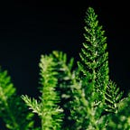 Into the plant realm