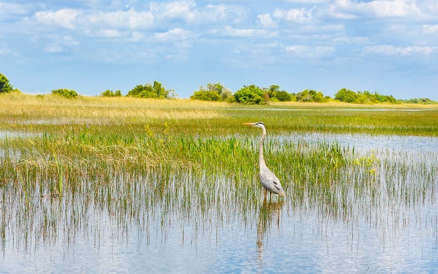 Florida Everglades