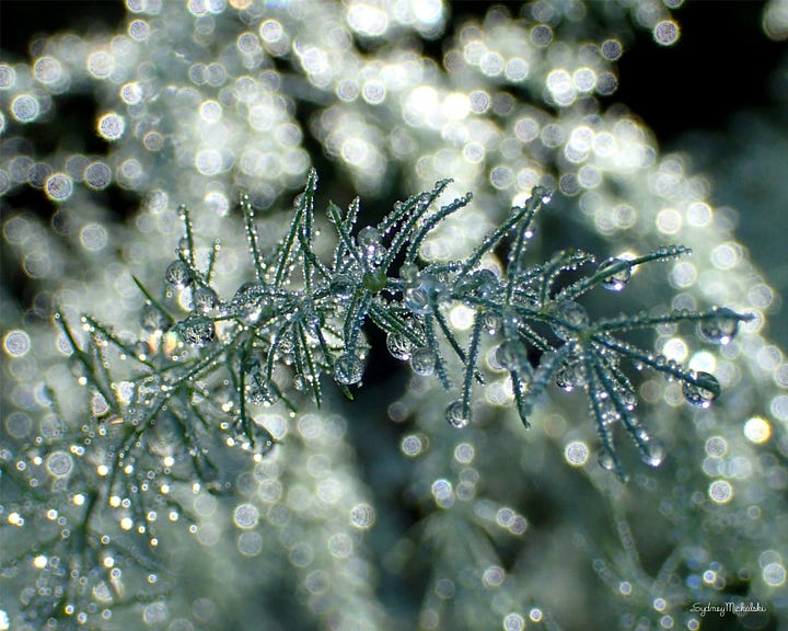 A gallery of photos captures sparkling morning dew on asparagus fronds, one macro and one abstract.