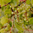 Somos chamados para frutificar em Jesus! 🍇