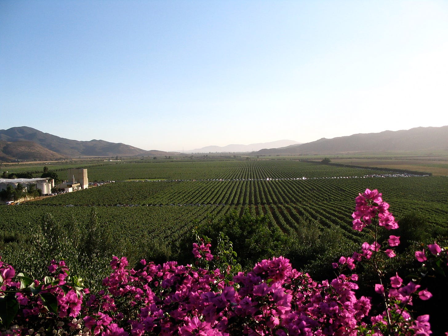 Wide view of Valle de Guadalupe from a hillside, showing endless vineyard rows extending toward distant mountains with pink bougainvillea in the foreground. Wide view of Valle de Guadalupe from a hillside, showing endless vineyard rows extending toward distant mountains with pink bougainvillea in the foreground.