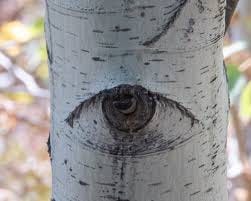 In Autumn, the Forest has Eyes – Foothills Clusters Wildlife