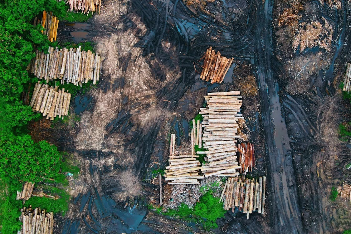 Free Aerial view of log trunks piles recently cut stored on dirty wet ground between rural road and green forest trees in daylight Stock Photo