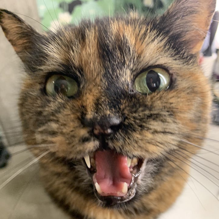 A gallery of four pictures of Dagmar's face close up with various funny expressions