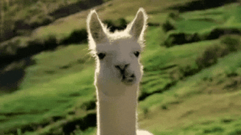 Is That A Llama GIFs - Find & Share on GIPHY