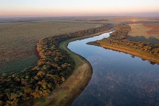 Estudo aponta avanços, pressões e desafios para conservação (Foto: Paulo Guilherme Molin) Estudo aponta avanços, pressões e desafios para conservação (Foto: Paulo Guilherme Molin)
