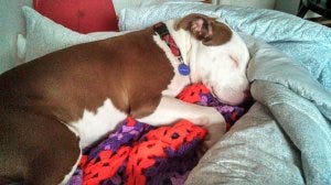 Ruby sleeping beauty Ruby sleeping beauty