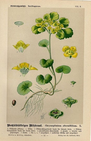 From the Spring Foraging Cookbook: Saxifrage and Shepherd's Purse