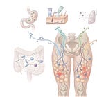 The Precautionary Principle for Lipedema