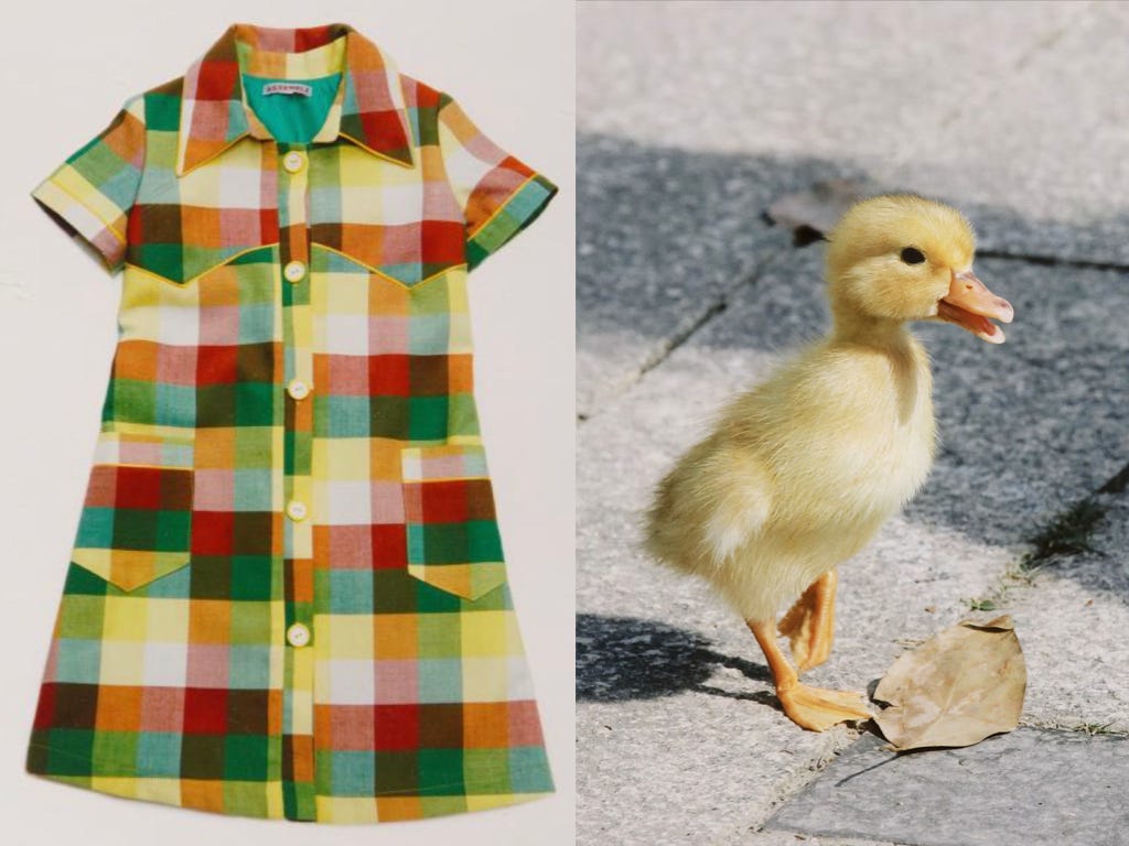 dress and duck