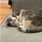 Contrarian Pet of the Week