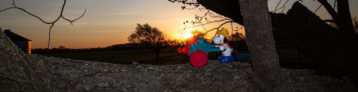 Photo of an old snoopy toy with a wheelbarrow full of apples set on a the branch of a redbud tree in front of the sunrise