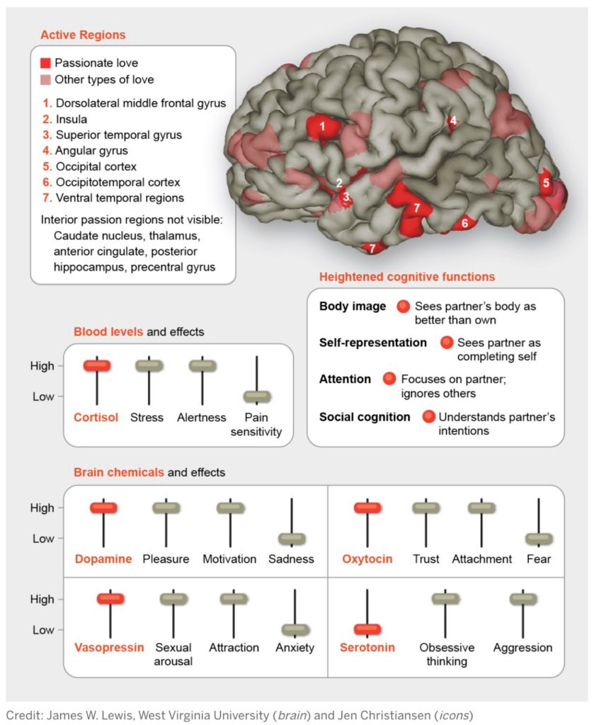 brain love