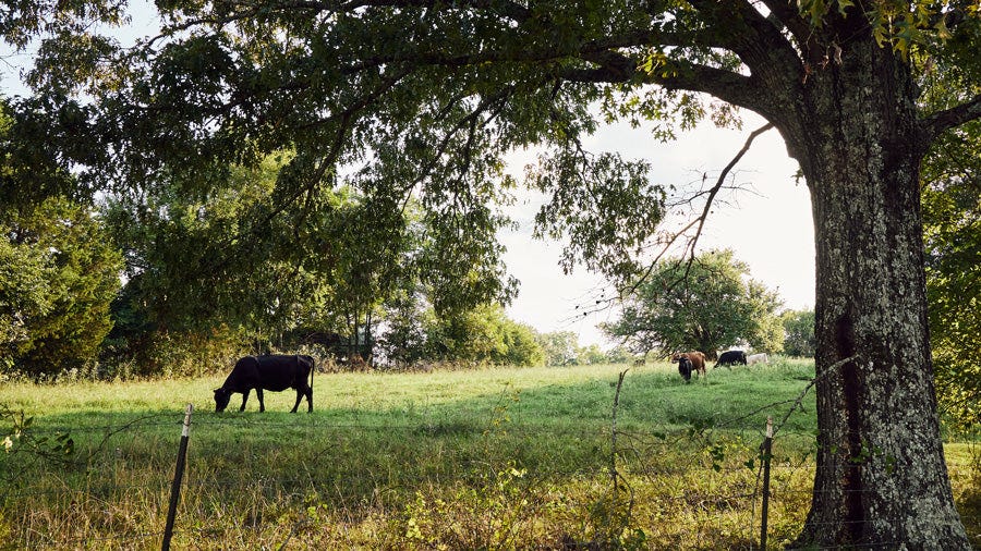 Small Farms - Sustaining Our Economy and Ecosystems Small Farms - Sustaining Our Economy and Ecosystems