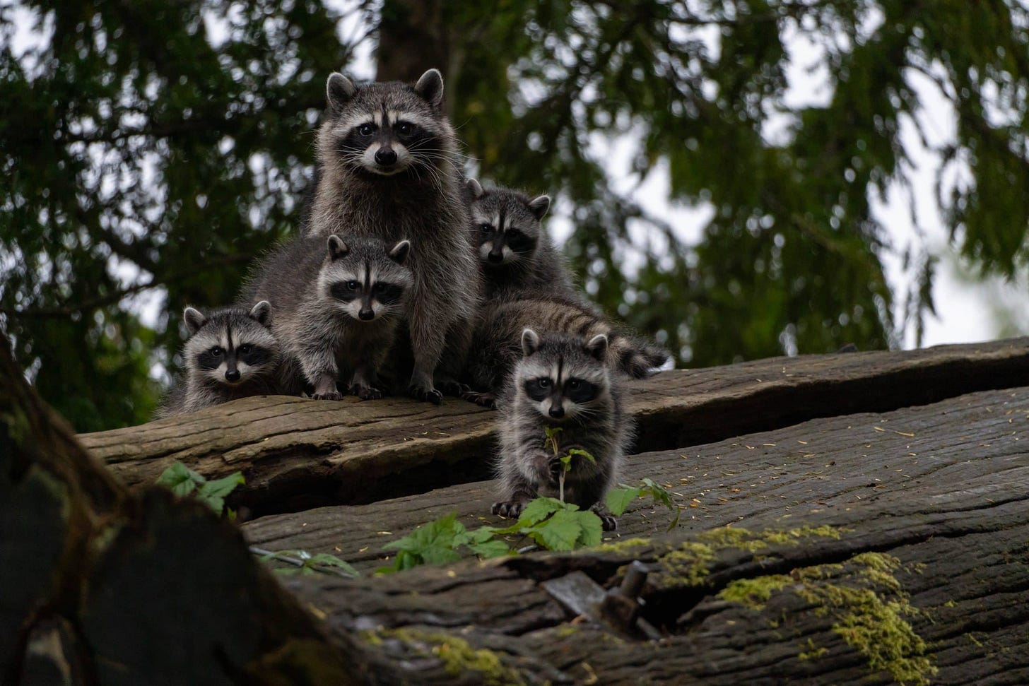 Raccoon Babies Raccoon Babies