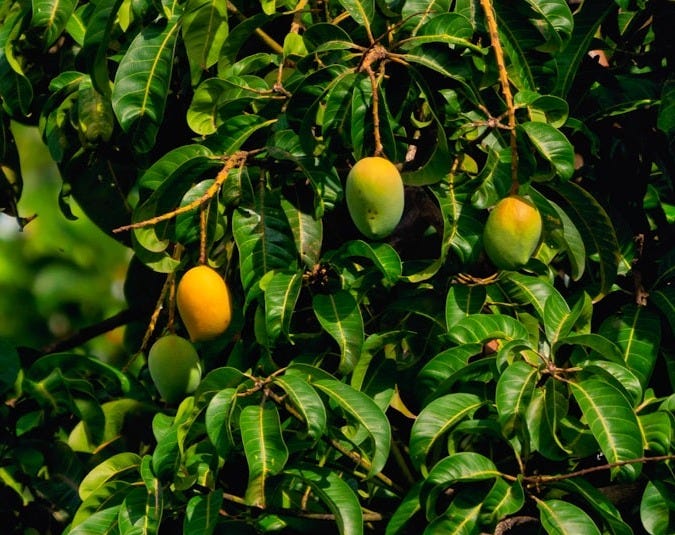 yellow round fruits on tree yellow round fruits on tree