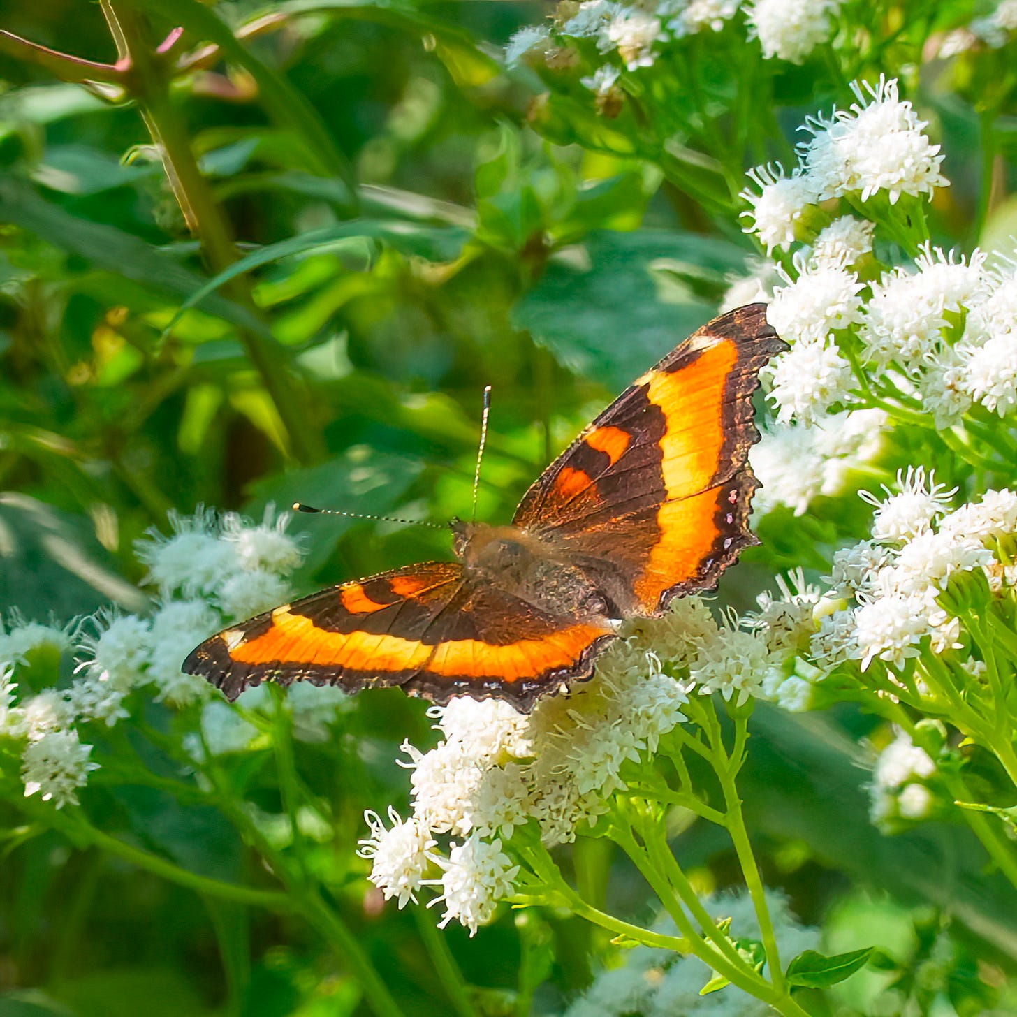 Milbert’s Tortoiseshell Butterfly