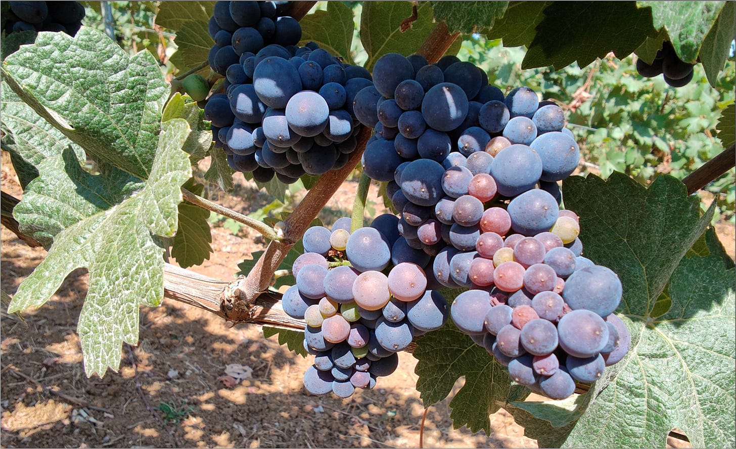 Pinot Noir Dijon Clone 777 just 2 weeks later!