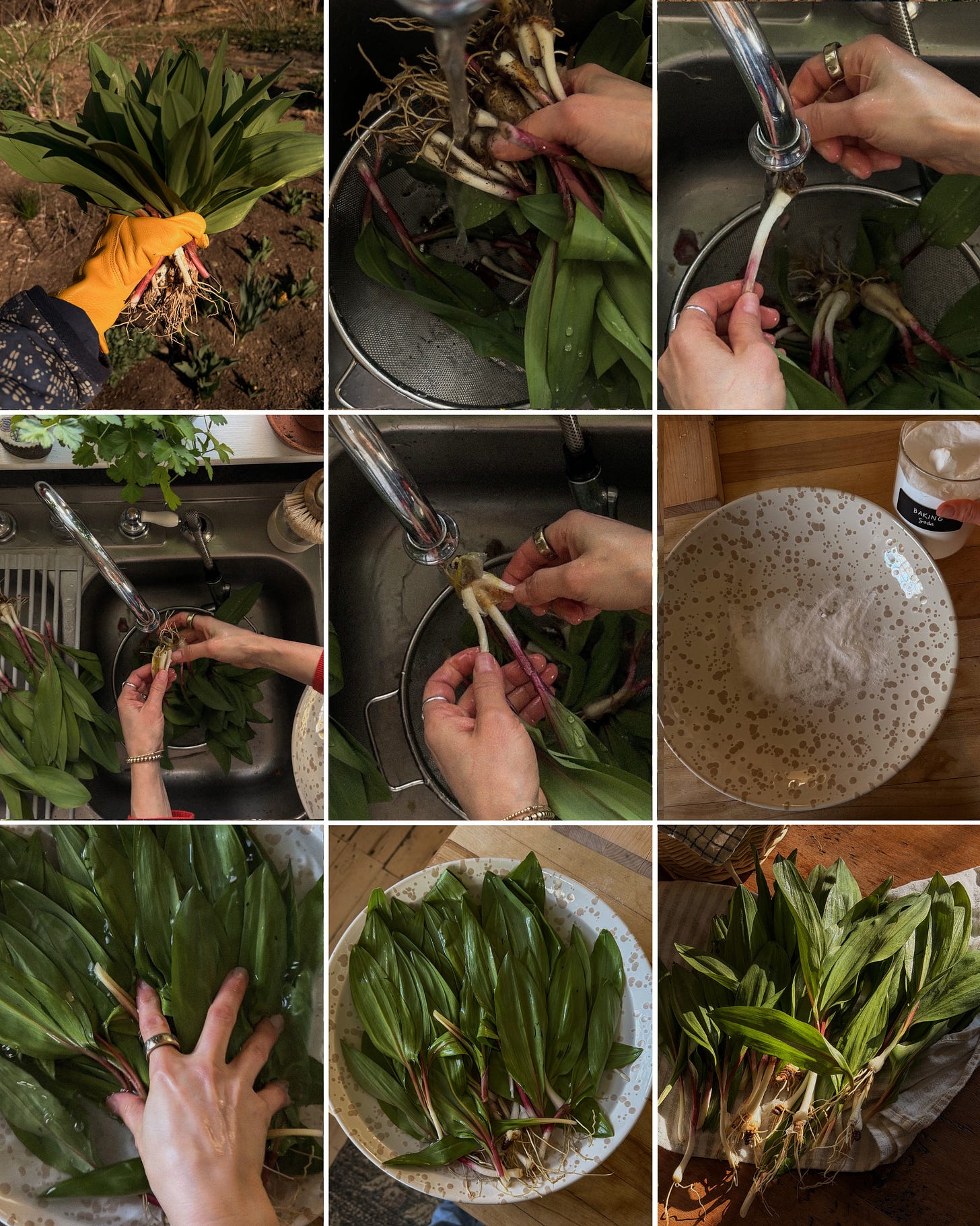 How to clean and prep your ramps for cooking.
