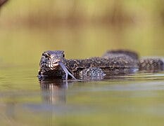 File:Nile Monitor Lizard (52685713141).jpg File:Nile Monitor Lizard (52685713141).jpg