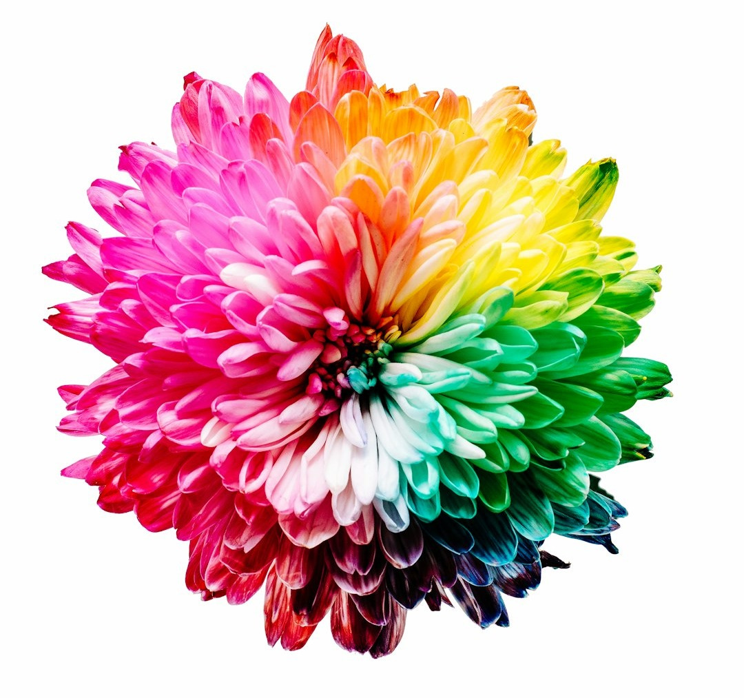 multicolored flower illustration multicolored flower illustration